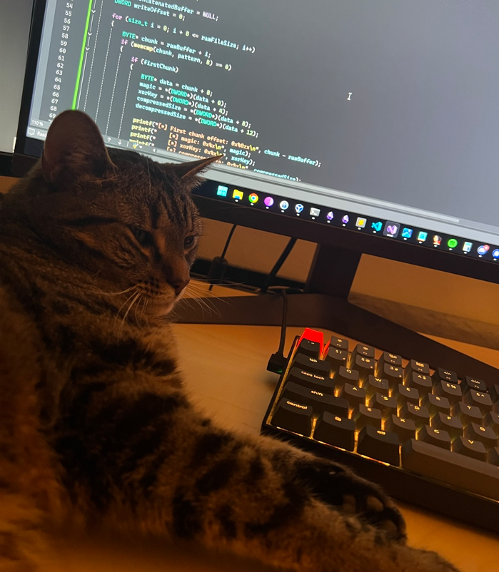 gatto